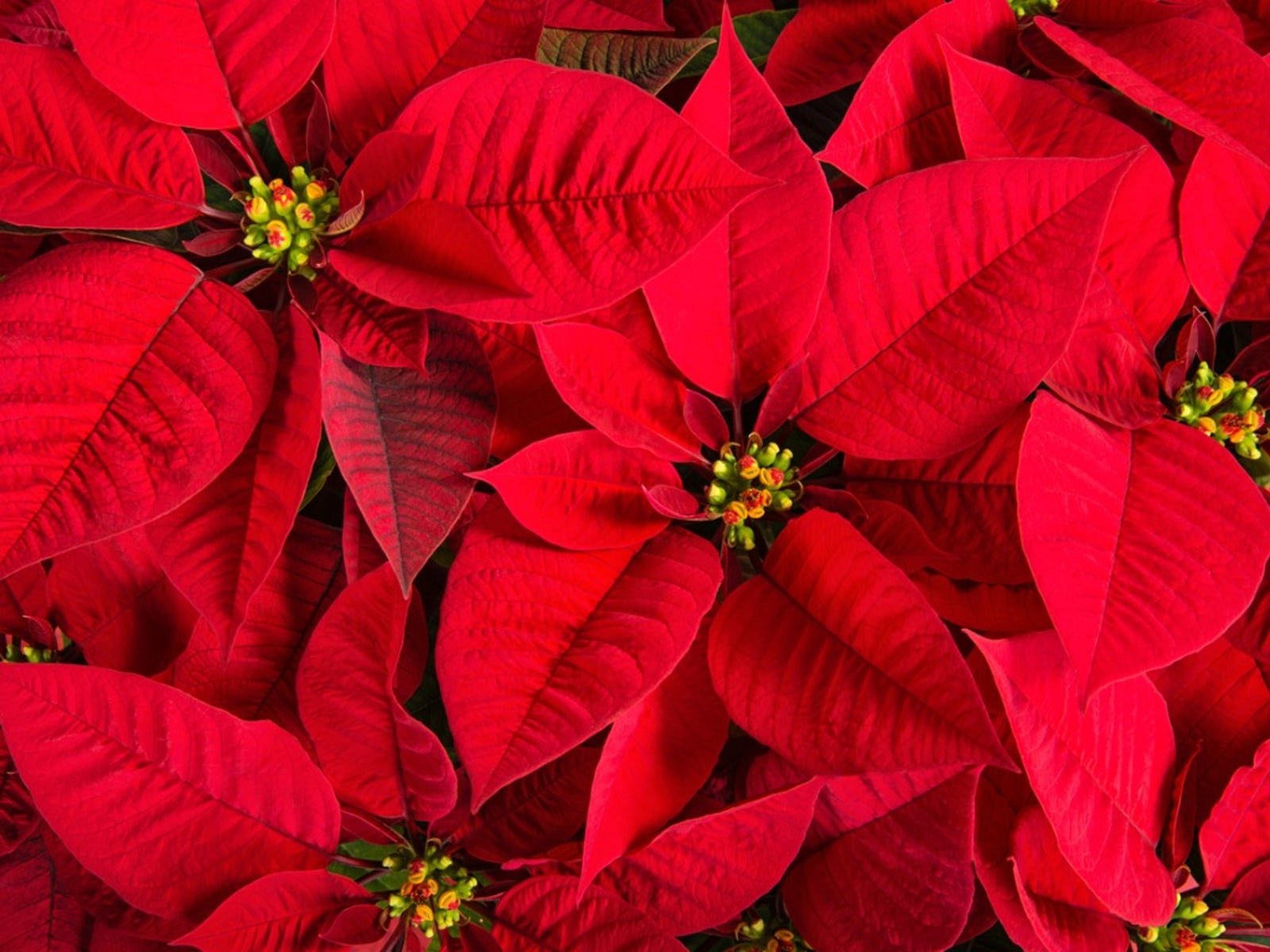 2025 poinsettias