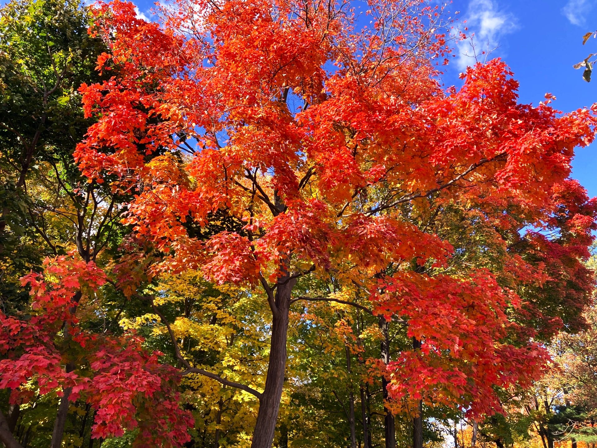 Fall Foliage