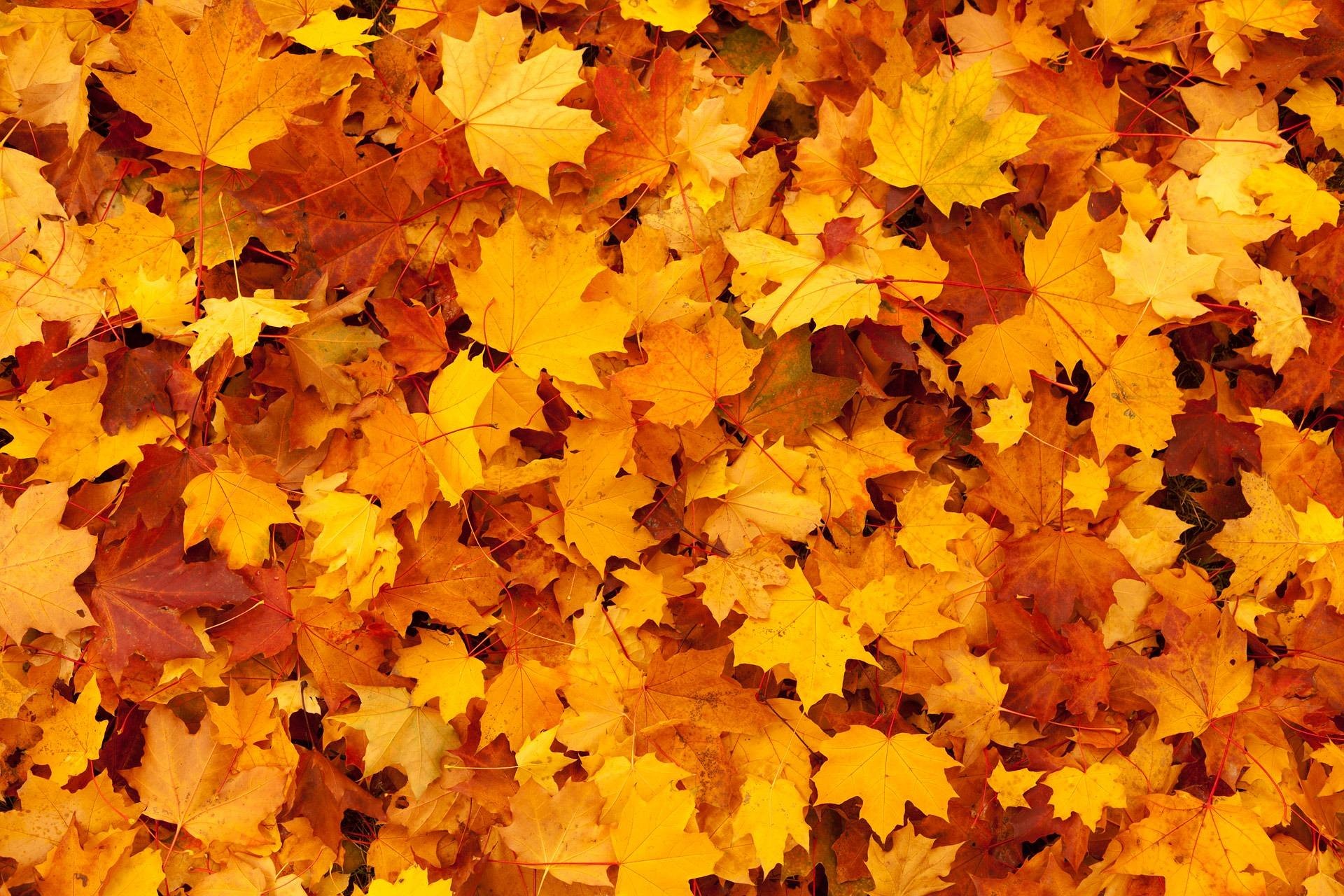 FALL LEAVES