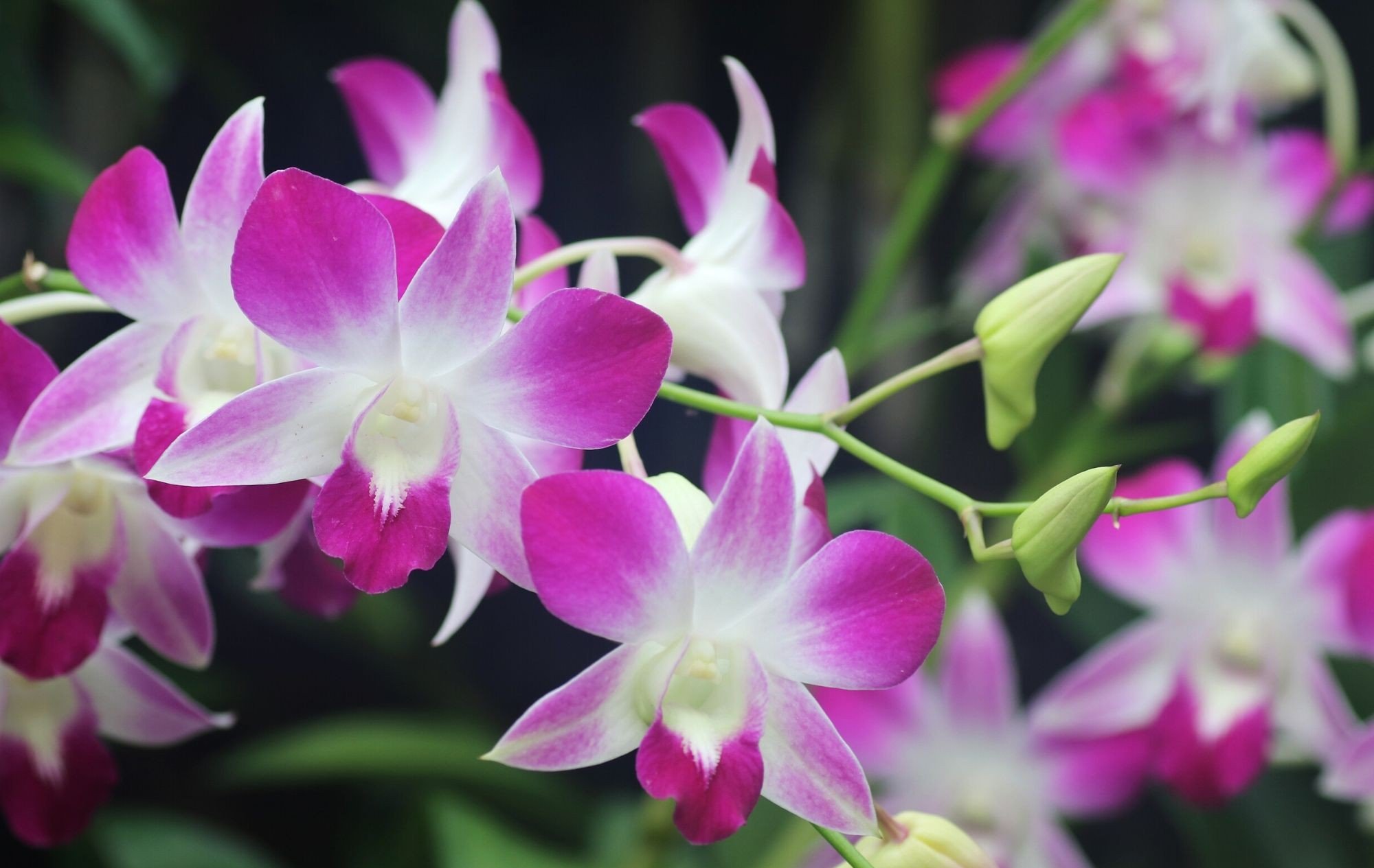ORCHIDS