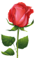 pink rose